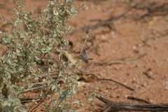 Theclinesthes serpentata serpentata