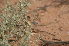 Theclinesthes serpentata serpentata