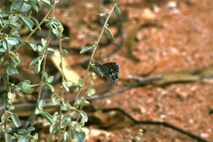 Theclinesthes serpentata serpentata