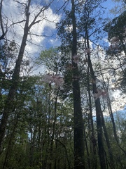 Rhododendron prinophyllum
