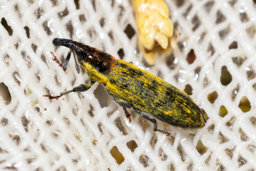 Lixus flaveolus