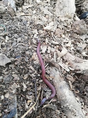 Adelphicos nigrilatum