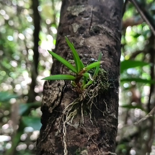 Maxillaria uncata, photograph 4