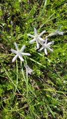 Androstephium coeruleum
