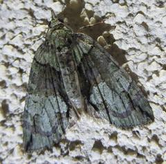 Hydriomena pluviata