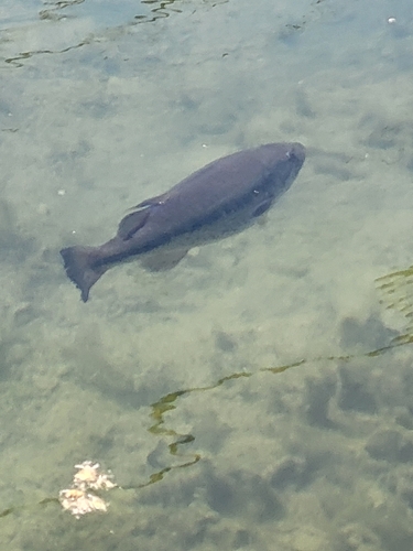 Micropterus salmoides