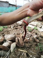 Adelphicos nigrilatum