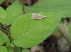 Dichomeris punctidiscellus