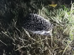 Atelerix albiventris