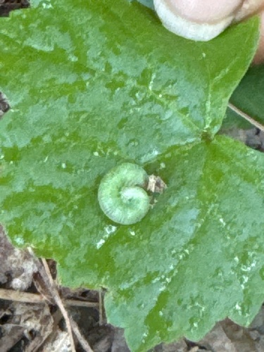 Columbine sawfly photo 3