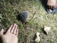 Atelerix albiventris