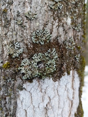 Physconia leucoleiptes