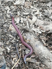 Adelphicos nigrilatum