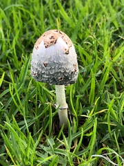 Coprinus comatus