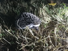 Atelerix albiventris
