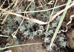 Euphorbia schinzii