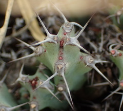Euphorbia schinzii