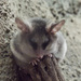 Elegant Fat-tailed Mouse Opossum - Photo (c) Flavio Camus, some rights reserved (CC BY-NC)