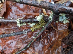 Melanohalea septentrionalis