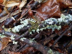 Melanohalea septentrionalis