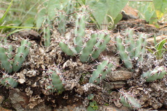 Euphorbia schinzii
