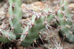Euphorbia schinzii