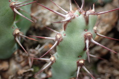 Euphorbia schinzii
