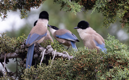 Rabilargo ibérico (Cyanopica cooki)