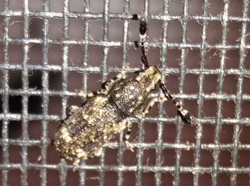 Fungus weevil photo 3