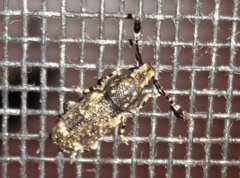 Eucorynus crassicornis