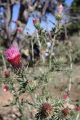 Cirsium arizonicum