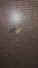 Eucorynus crassicornis