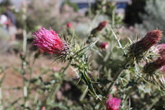 Cirsium arizonicum