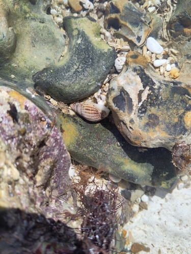 Tritia reticulata