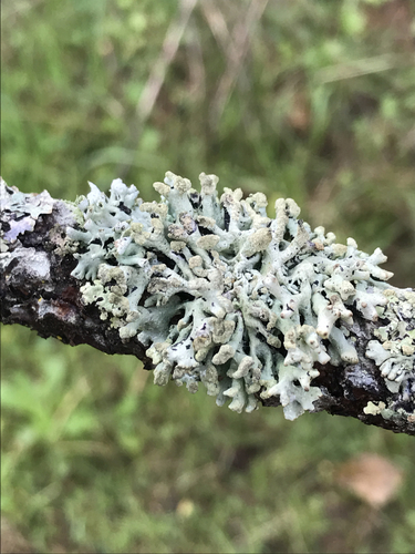 Powder-headed Tube Lichen