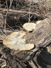 Trametes elegans