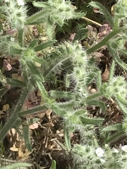 Boraginaceae