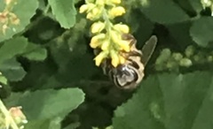 Apis mellifera