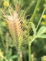 Hordeum murinum