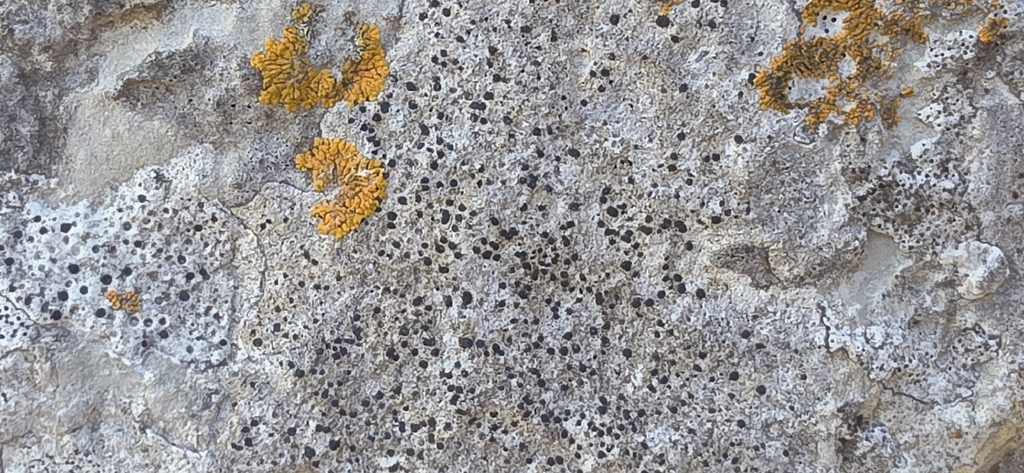 Parabagliettoa dufourii