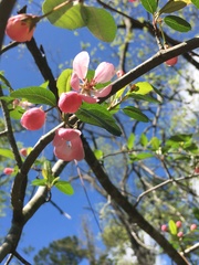 Malus angustifolia