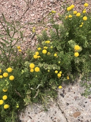 Oncosiphon pilulifer