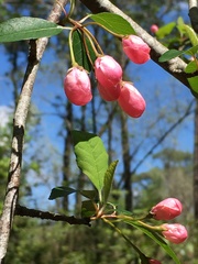 Malus angustifolia