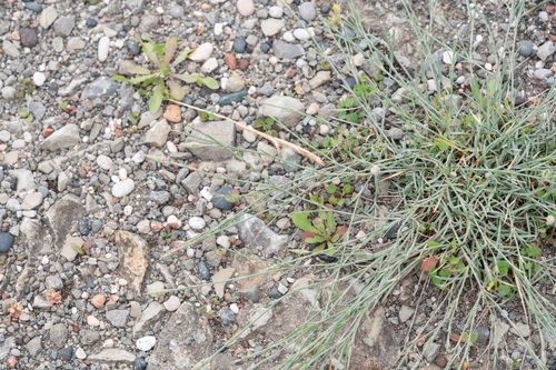 Dianthus crinitus, photograph 1