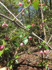 Malus angustifolia