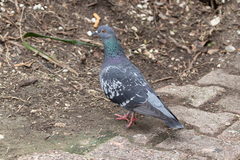 Columba livia domestica