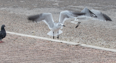 Leucophaeus atricilla