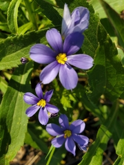 Sisyrinchium pruinosum