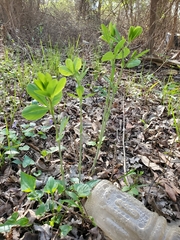 Baptisia alba macrophylla