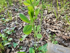 Baptisia alba macrophylla
